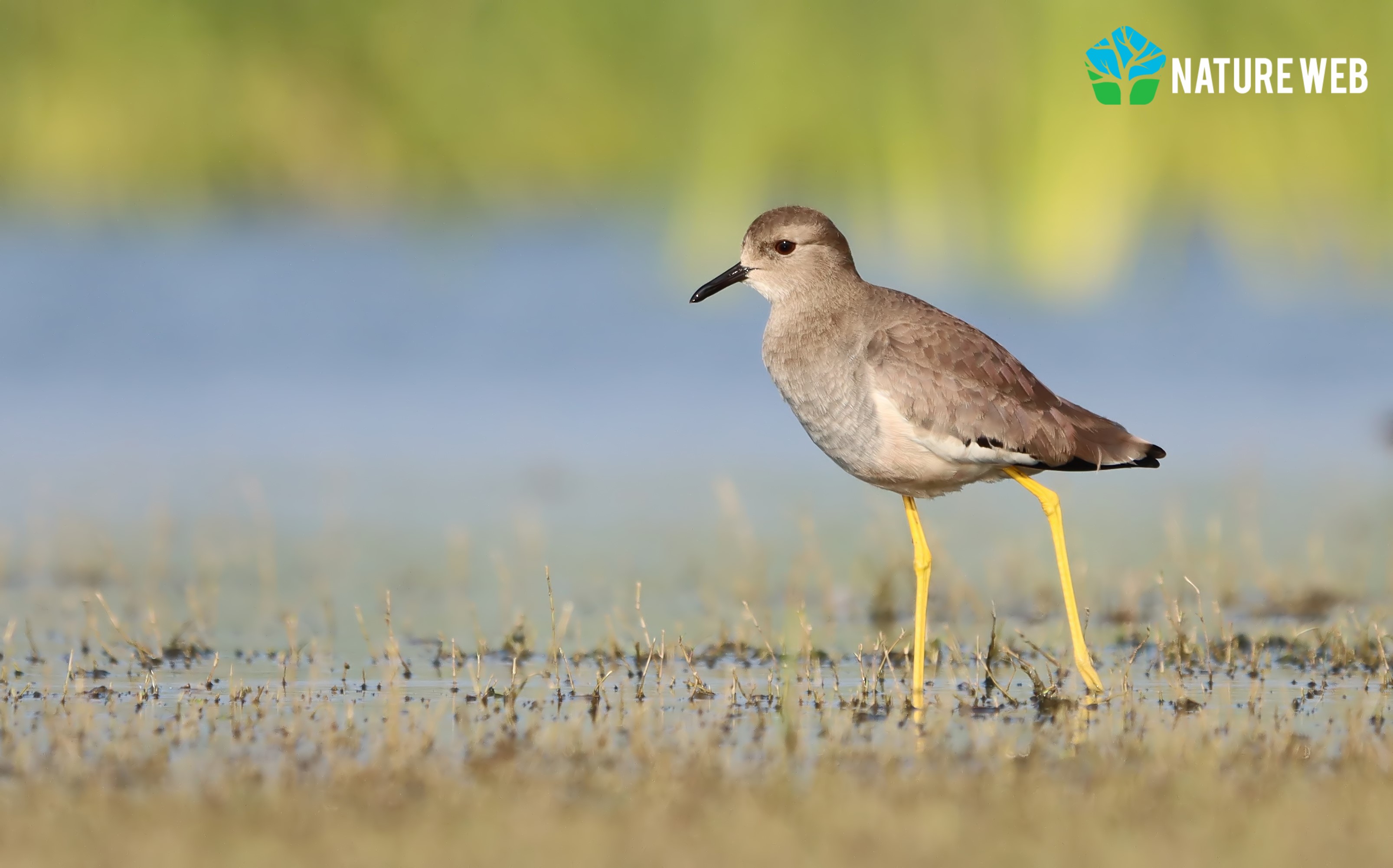 White-tailed Lapwing